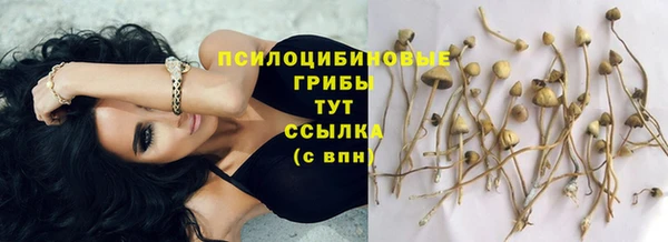 стафф Алзамай